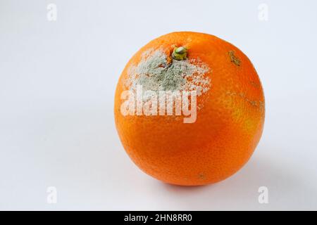 Nahaufnahme einer verdorbenen schimmeligen Mandarine auf neutralem Hintergrund Stockfoto
