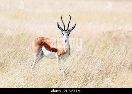 Ein Männchen von Schwarzgesichtenimpala (Aepyceros melampus petersi) bleibt auf trockenem Gras und blickt nach vorne, Etosha National Park, Namibia, Afrika Stockfoto