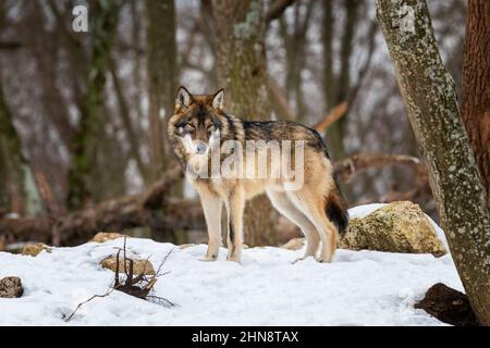 Grauer Wolf. (Canis lupus) Foto eines grauen Wolfes in der wilden Natur. Stockfoto