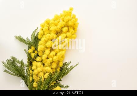 Blumenarrangement aus einem Haufen Mimosen (Acacia dealbata) anlässlich des 8. März, Feier des Frauentags. Stockfoto