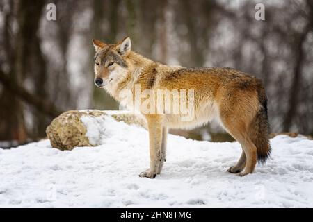 Grauer Wolf. (Canis lupus) Foto eines grauen Wolfes in der wilden Natur. Stockfoto