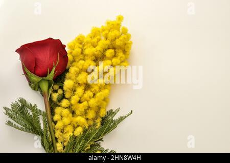 Blumenarrangement aus einer roten Rose und einem Bund Mimosen (Akazie dealbata) anlässlich des 8. März, der Feier des Frauentags. Stockfoto