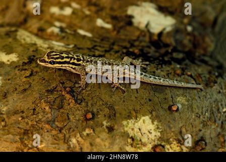 African Gecko - Lygodactylus mombasicus, schöne farbige kleine Eidechse aus afrikanischen Büschen und Wäldern, Kenia. Stockfoto