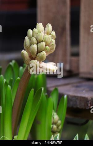 Hyazinthe-Lampen Stockfoto