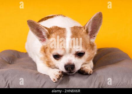 Chihuahua Hund liegt auf einem Kissen auf einem gelben Hintergrund. Hochwertige Fotos Stockfoto