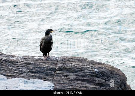 Europäischer oder gewöhnlicher Shag - Gulosus aristotelis, der in der Nähe des Meeres auf einem Felsen sitzt Stockfoto