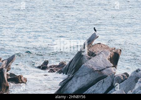 Europäischer oder gewöhnlicher Shag - Gulosus aristotelis, der in der Nähe des Meeres auf einem Felsen sitzt Stockfoto