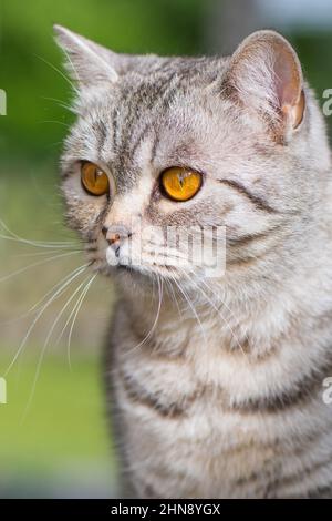 Britische Kurzhaarkatze in einem Garten Stockfoto