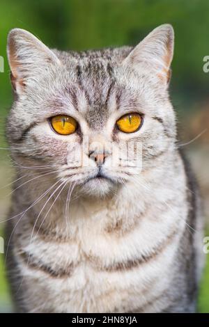Britische Kurzhaarkatze in einem Garten Stockfoto