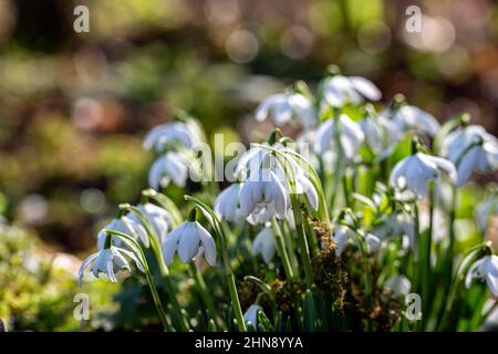 Eine Gruppe von Schneeglöckchen, die in der späten Wintersonne wachsen Stockfoto