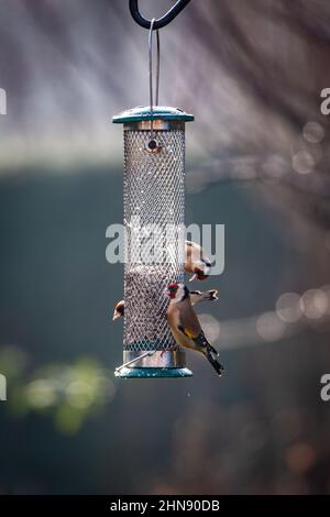 Goldfinken fressen an einem sonnigen Januartag Sonnenblumenkerne aus einem Gartenvogelfutter Stockfoto