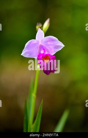 Lila Orchidee-Blume in Singapur, Bambus-Orchidee (Arundina graminifolia) Stockfoto