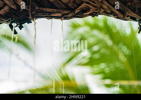 Regentropfen vom Dach aus Palmblättern. Stockfoto