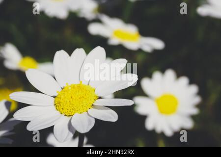 Gänseblümchen (Kamille) Blüten. Natur Hintergrund. Stockfoto