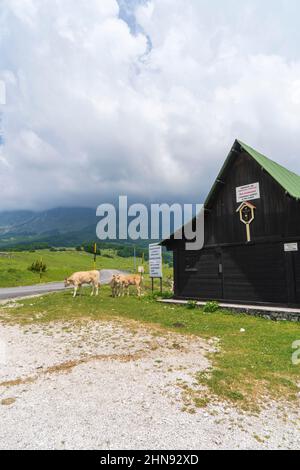 Maiella Nationalpark, San Leonardo Pass, Kühe, Sant'Eufemia A Maiella, Abruzzen, Italien, Europa Stockfoto