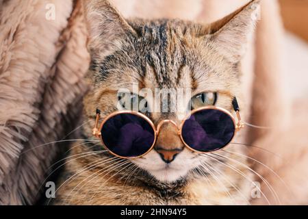 Ingwer rote Katze in Sonnenbrille gegen ein braunes Plaid. Stockfoto
