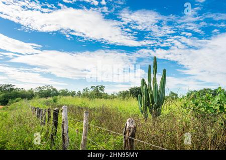 Mandacaru Kaktus und blauer Himmel - Blick auf die Landschaft in Oeiras - Piaui Staat, Brasilien Stockfoto