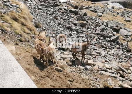 Passo Gavia Pass, Gruppe von Ibex, Ponte di Legno, Lombardia, Italien, Europa Stockfoto