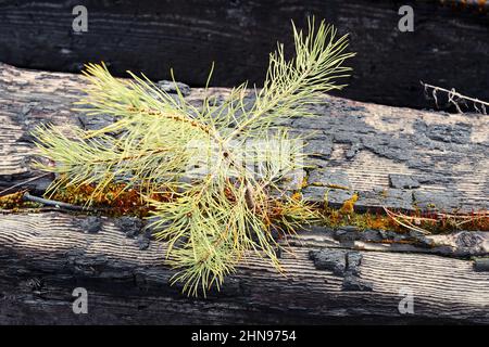 Ein junger Fichtensprossen bricht durch Holzstämme, die nach einem Feuer verbrannt werden. Umwelt- und Ökologie-Konzepte Stockfoto