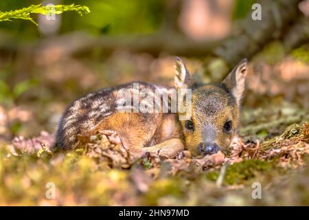 Liebenswert Reh Rehkitz (Capreolus capreolus) ruht in Abhängigkeit von Tarnung im Wald. Friesland, Niederlande. Wildtierszene in der Natur Europas. Stockfoto