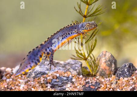 Alpine Molch (Ichthyosaura alpestris) Bunte männliche aquatische Amphibien schwimmen in Süßwasser Lebensraum des Teiches. Unterwasser Tierwelt Szene von Tier in na Stockfoto