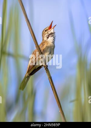 Der große Schilfrohrsänger (Acrocephalus arundinaceus) ist eine eurasische Singvögel der Gattung Acrocephalus. Männlicher Vogel, der im Schilf singt. Wildlife Szene der Natur Stockfoto