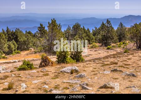 Sonniger Tag über Wald mit blauem Himmel in Hochlandlandschaft auf Mont Aigoual, Oczitanien, Frankreich Stockfoto