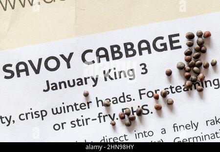 Januar King Savoy Kohlsamen. Stockfoto