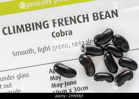 Bean 'Cobra' Erklimmen. Stockfoto