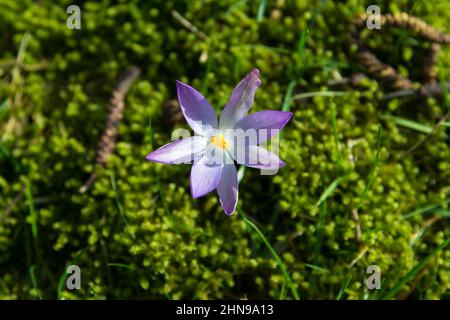 Lila Krokus auf der Wiese Stockfoto