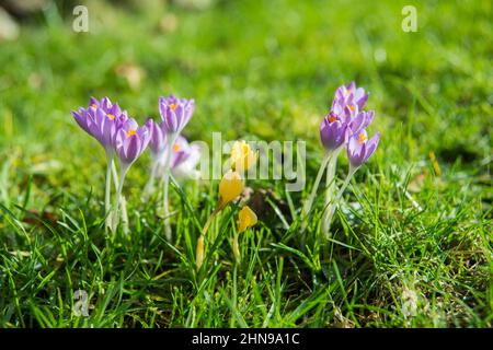 Lila Krokusse auf der Wiese Stockfoto