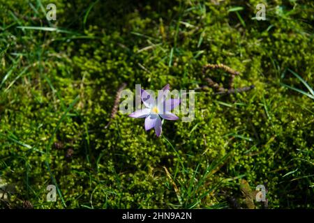 Lila Krokus auf der Wiese Stockfoto