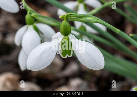 Galanthus x hybridus 'Merlin' (Schneeglöckchen) eine im Frühling Winter bauchige Pflanze mit einer weiß grünen Frühlingsblume im Januar, Stock Foto Bild Stockfoto