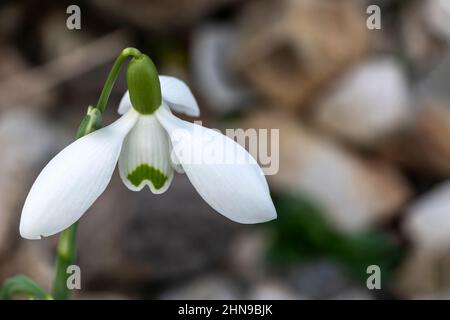 Galanthus 'S. Arnott' (Schneeglöss) eine doppelt frühlingshafte Winter-Knollenblüte mit einer weiß-grünen Frühlingsblume im Januar, Stock-Foto-Bild mit Stockfoto