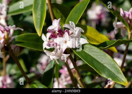 Daphne bholua 'Spring Beauty' ein immergrüner Winter- und frühlingsblühender Pflanzenstrauch mit einer rosa Frühlingsblume, Stockfoto Stockfoto