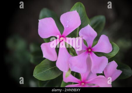 Schöne Periwinkle Blumen auch bekannt als Madagaskar Periwinkle, Cape Periwinkle, Friedhofspflanze, die als Zierpflanze und Heilpflanze angebaut wird Stockfoto