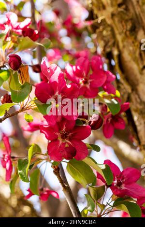 Dunkelrosa Krabbenapfelblüten. Stockfoto