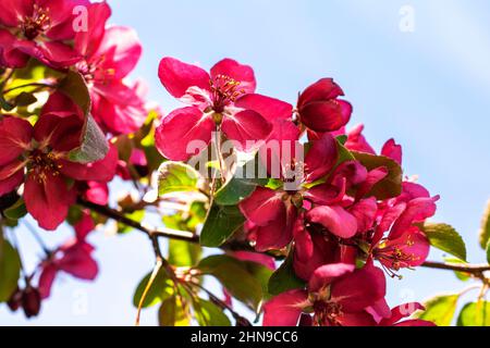 Ein dunkelrosa Krabbenapfelzweig in voller Blüte. Stockfoto