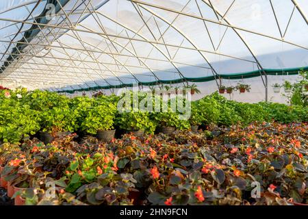 Gewächshaus mit vielen Pflanzen in Töpfen. Sonnenlicht, Kopierbereich. Stockfoto