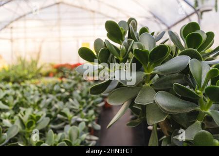 Crassula Nahaufnahme. Gewächshaus mit Pflanzen in Töpfen. Grüner natürlicher Hintergrund. Stockfoto