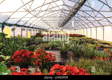 Gewächshaus mit vielen Pflanzen in Töpfen. Sin Light, Kopierraum. Stockfoto