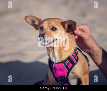 Nahaufnahme eines glücklichen Mischlingshundes mit niedlichen spitzen Ohren, die in einem rosa Geschirr lächeln und die Hand des Besitzers zeigt sich im Rahmen und streichelt sein Haustier Stockfoto