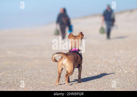 Rückansicht eines Mischlingshundes, der am Strand auf dem Sand steht und auf zwei Fischer wartet, die Taschen tragen und in der Ferne laufen Stockfoto