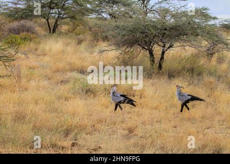 Zwei Sekretärsvögel oder Sekretärsvögel „Schütze Serpentarius“ wandern durch die Savanne mit langem Gras, das im Wind weht. Samburu National Reserve, Kenia Stockfoto