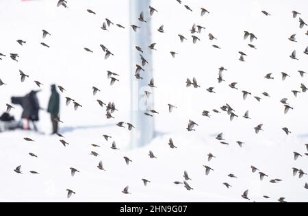 Zhangjiakou, Chinas Provinz Hebei. 15th. Februar 2022. Vögel fliegen während der 4x7,5-km-Staffel von Biathlon-Männern im Nationalen Biathlon-Zentrum in Zhangjiakou, nordchinesische Provinz Hebei, am 15. Februar 2022. Quelle: Jiang Hongjing/Xinhua/Alamy Live News Stockfoto