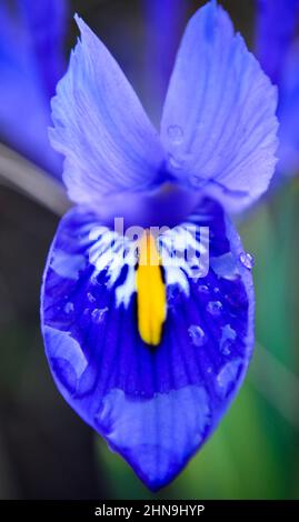 Im Februar sammelt sich Regenwasser auf dem unteren Blütenblatt einer Iris reticulata Harmony (Zwergdiris) Stockfoto