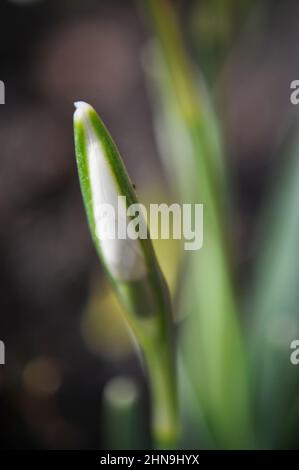 Die enge Knospe einer auftauchenden Schneeglöckchen-Blume (Galanthus nivalis) mit Bokeh-Hintergrund Stockfoto