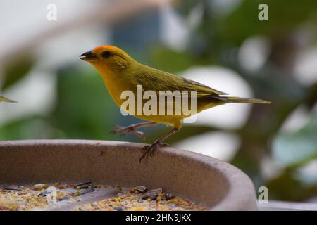 Canarinhos (Sicalis flaveola) Stockfoto