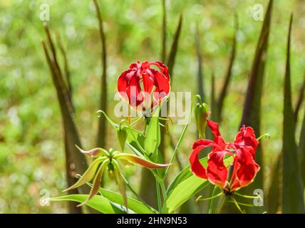 Flammenlilienblüten, Gloriosa superba, in Simbabwe. Stockfoto