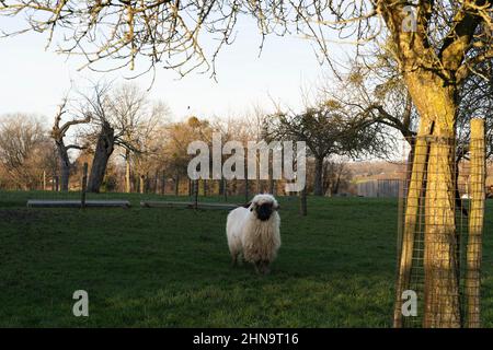 Ein weißes Schaf mit einem schwarzen Gesicht, Nase und Ohren, die auf einer Wiese stehen. Walliser Schwarznase, Schwarzes Nasenschaf. Stockfoto